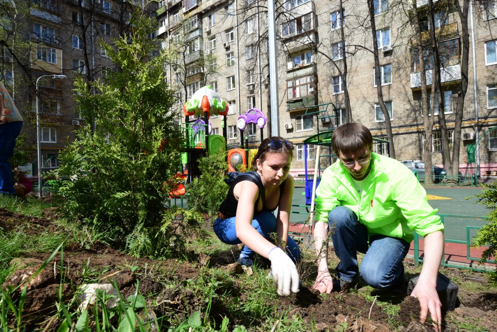 Росла во дворе. Озеленение. Озеленение экология. Озеленение для подростков. Озеленение жильцами.